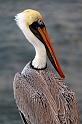 043 Puntarenas, Costa Rica, bruine pelikaan